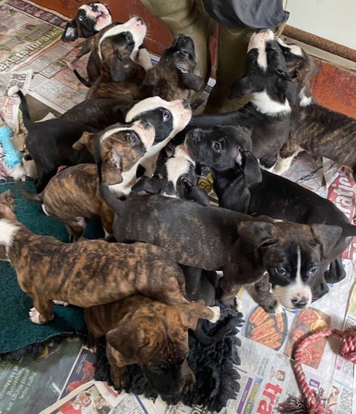Staffiexpuppies.jpg