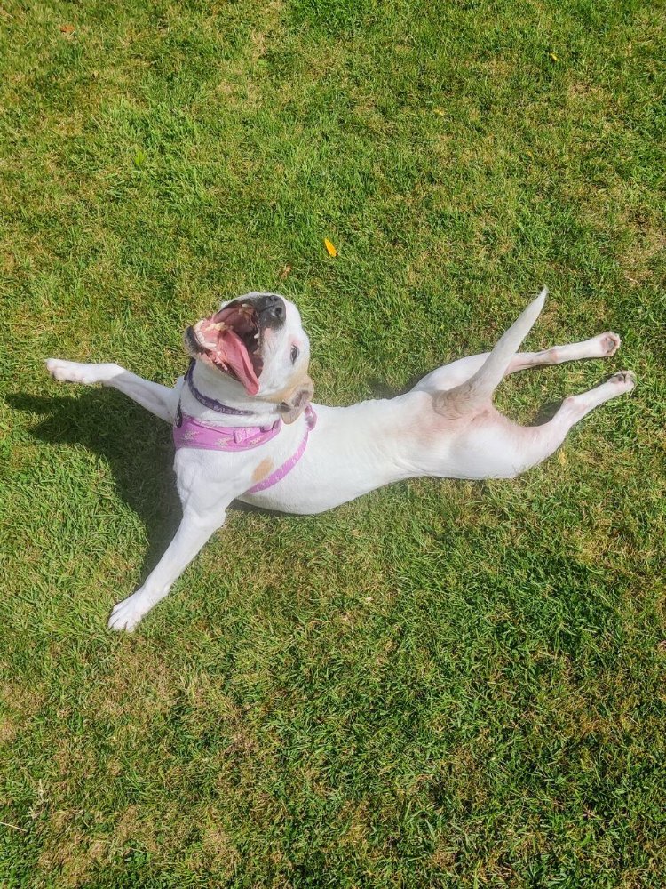 Practising her front crawl on the lawn!