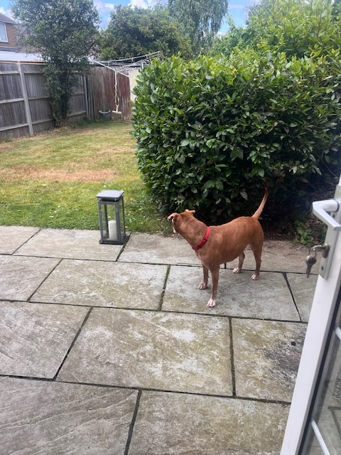 IMG_6706.jpeg