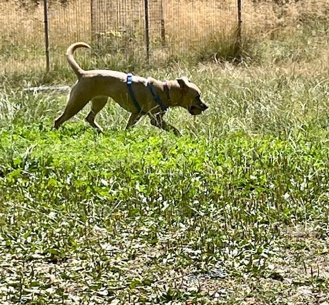 Nice run in the grass