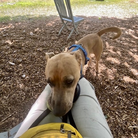 would you like my tennis ball?
