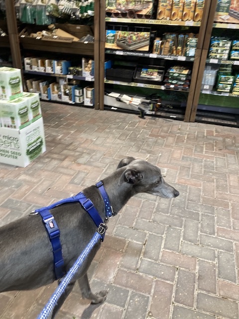 at the garden centre