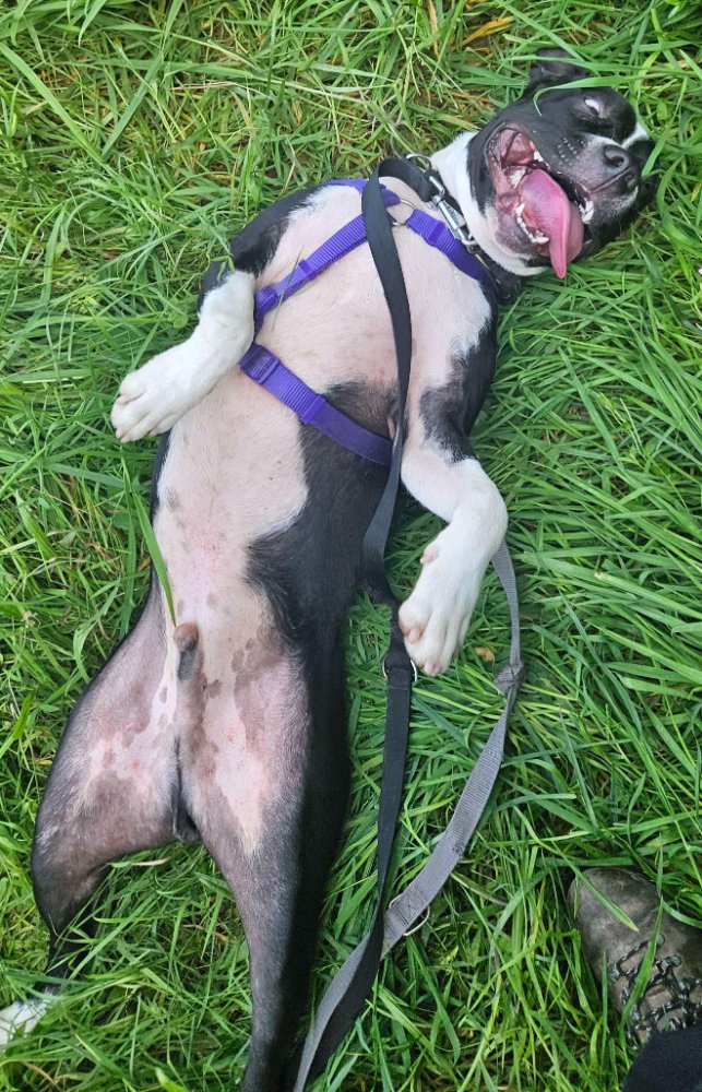 Silly Billy, caught mid-roll!