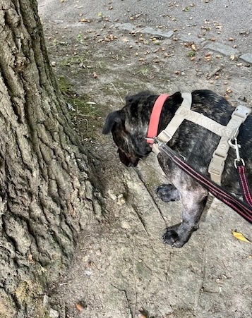 checking out the tree root