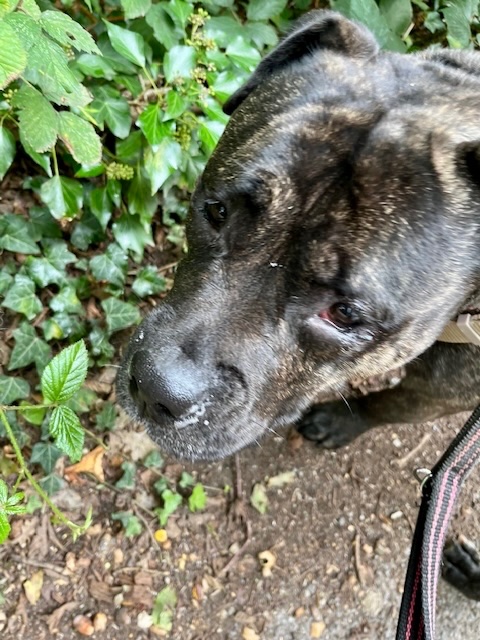 these are very interesting leaves