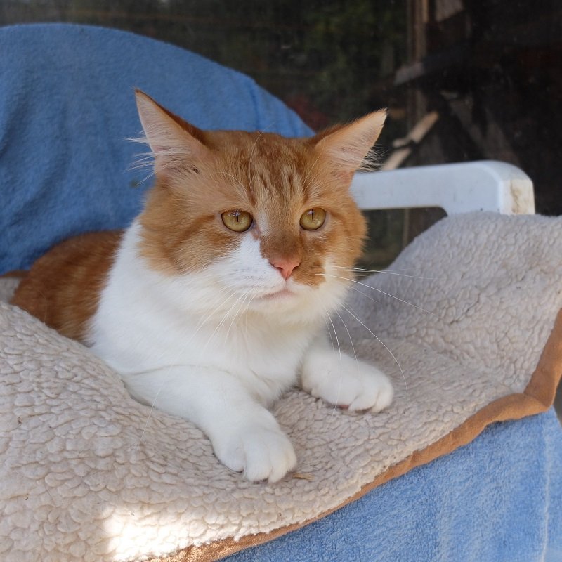 Whiskie as he had rather luscious Whiskers