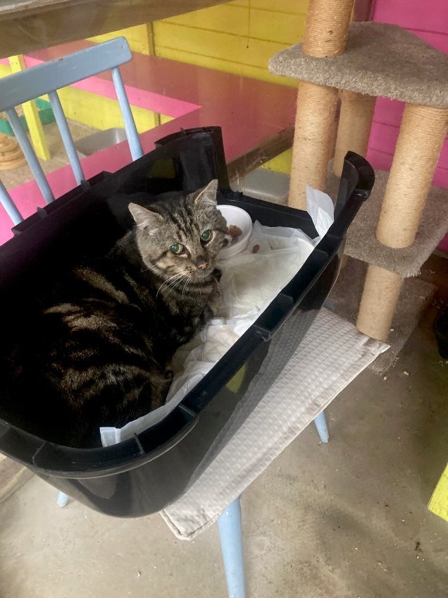 Bobtail safe with us