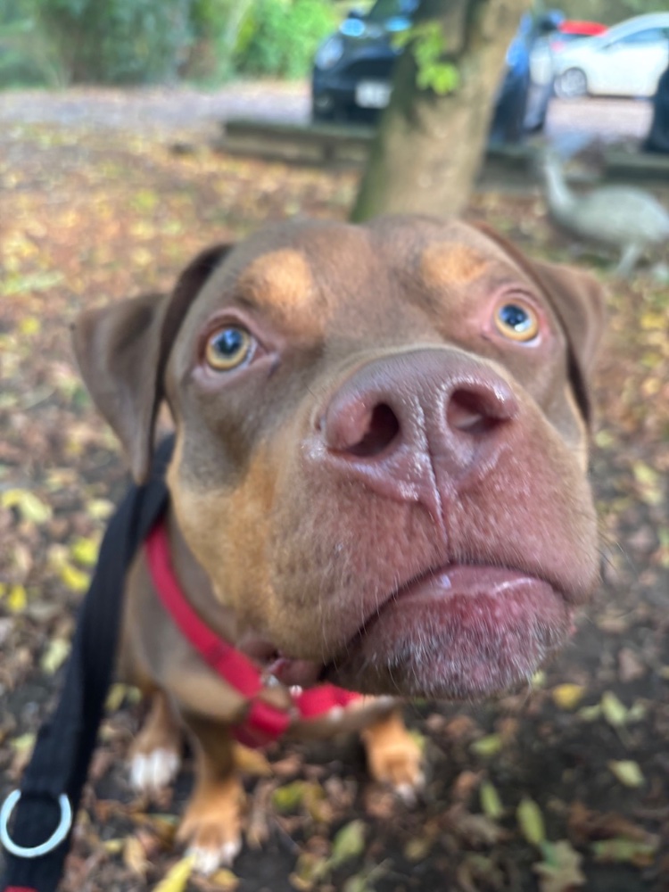 Can I have another treat??