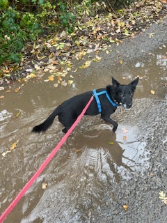 Roco trotting through the puddles.