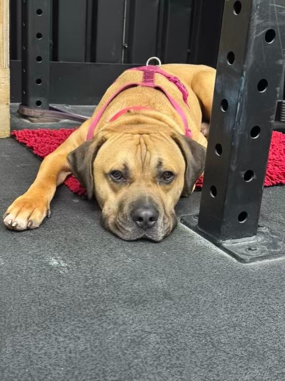 Helping me train my clients. Such a good boy!