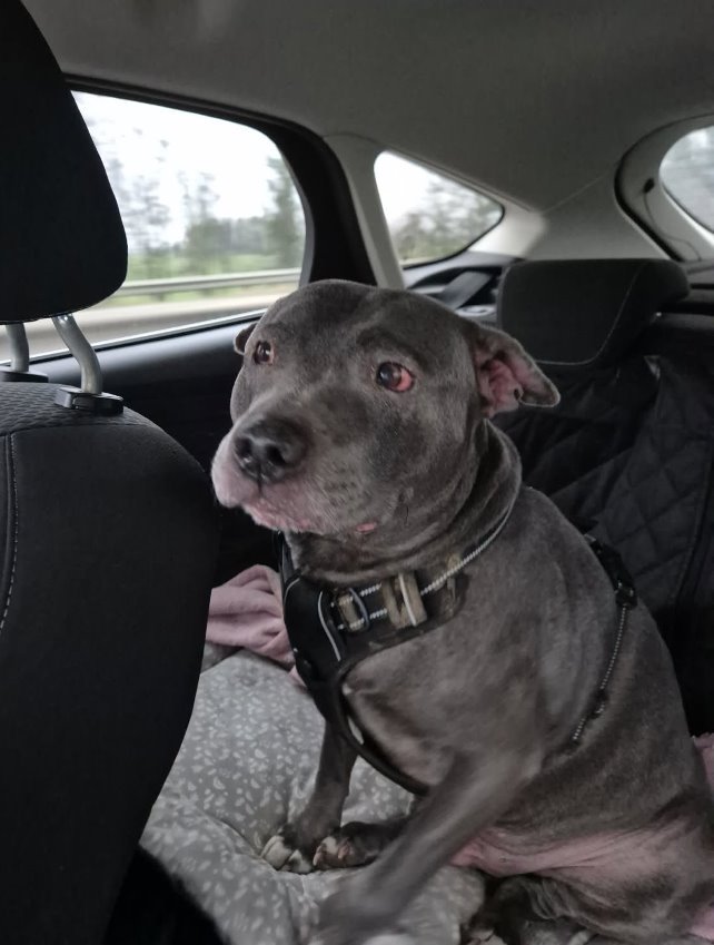 Blue on route to Rescue Remedies