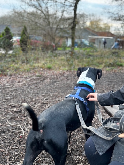 Had to capture his markings on the back of his head